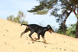 DOBERMANN 169